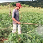 Multinacionais do agrotóxico podem pagar multa de mais de R$ 50 milhões