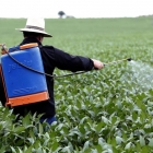 Câmara de Florianópolis aprova projeto que bane agrotóxicos na cidade 